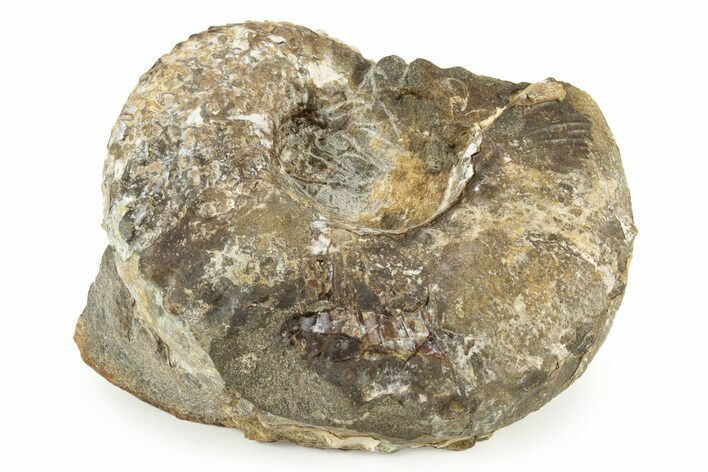 Cretaceous Fossil Ammonite (Hoploscaphities) - South Dakota #242534